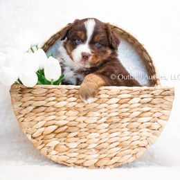 PETER - Red tri Miniature Australian Shepherd puppy in Oklahoma City, Oklahoma from Outland Toy & Mini Aussies