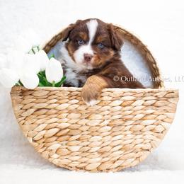 PETER - Red tri Miniature Australian Shepherd puppy in Oklahoma City, Oklahoma from Outland Toy & Mini Aussies