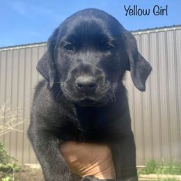 Labrador Retriever Puppies from Retrieving Labradors