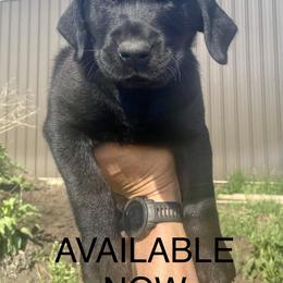 Labrador Retriever Puppies from Retrieving Labradors