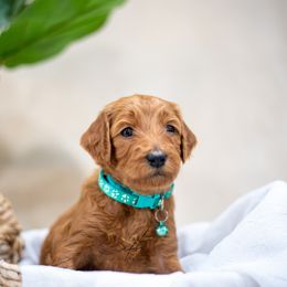 Goldendoodle Puppies from Herrera Family