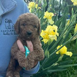 Teal - Red  male Goldendoodle puppy in Indian Trail, North Carolina from Castleberry Doodles and Poodles