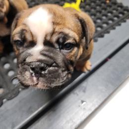 Saint - Red and white male Bulldog puppy in Hillsdale County, Michigan from KZ Bullies LLC