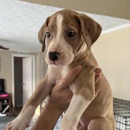 Dark blue collar - Mantle merle male Great Dane puppy in Loris, South Carolina from Days Danes