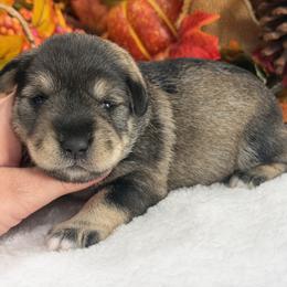 Gypsy Female 1 - Salt and pepper female Miniature Schnauzer puppy in Pageland, South Carolina from New Haven Farms
