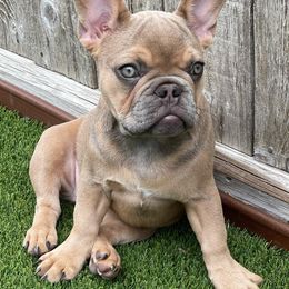 French Bulldogs from Valiant Frenchies