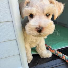 Sax - Wheaten male Miniature Schnauzer puppy in Hemet, California from Journee Home Mini Schnauzers