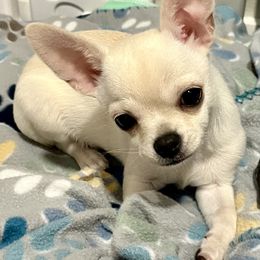 Colby - Cream and white male Chihuahua puppy in Sanford, North Carolina from Bandit’s