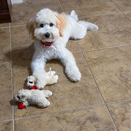 Bernedoodle Puppies from Boutique Bernedoodles & Co.