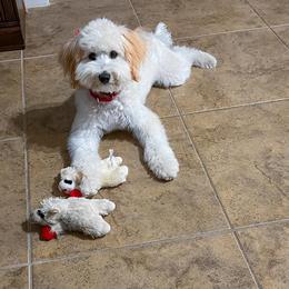 Bernedoodle Puppies from Boutique Bernedoodles & Co.