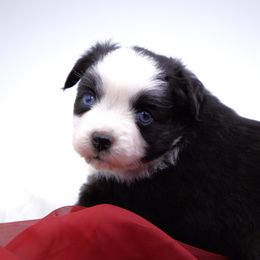 Zoe - Black tri Toy Australian Shepherd puppy in Hamilton, Montana from Bitterroot Toy Aussies