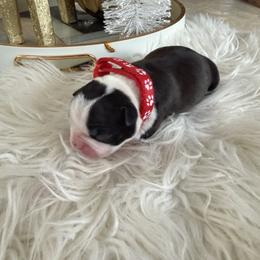 Girl red collar - Black brindle and white female Boston Terrier puppy in Sunnyside, Washington from Castellanos Bostons