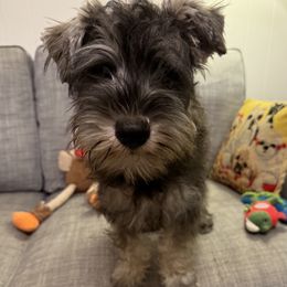 Boy 2 - male Miniature Schnauzer puppy in Hamden, Connecticut from Sweet and Spicy Miniature Schnauzers
