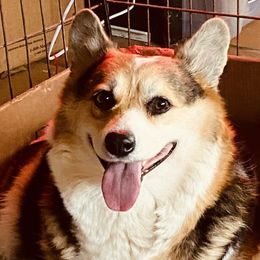Roxy - Pembroke Welsh Corgi