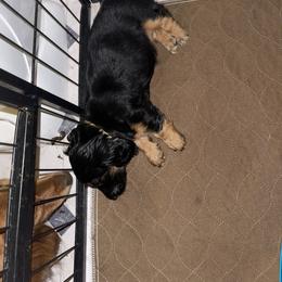 Cavalier King Charles Spaniel and Dachshund Puppies from Cavalier Companions CO.