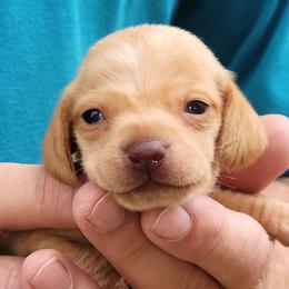 ALBERT - Red male Dachshund puppy in Paradise, Texas from C and J Minis