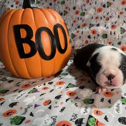 Boston Terrier Puppies from So Cal Boston’s