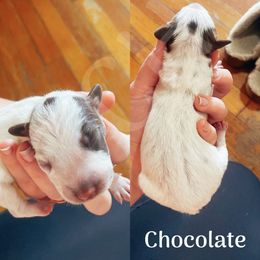 Australian Cattle Dog Puppies from Twisted C Heelers