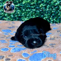 Bling - Black male Miniature Schnauzer puppy in Spruce Pine, North Carolina from Schnauzers of Blue Ridge