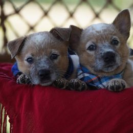 Australian Cattle Dog and Collie Puppies from Blackberry Hills