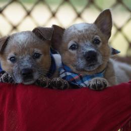 Australian Cattle Dog and Collie Puppies from Blackberry Hills