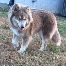 Anaya - Pomsky