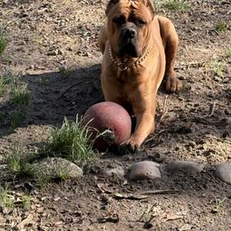 Cane Corso puppies from Dash Biblical Corsos