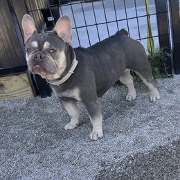 French Bulldogs from Huron bulldogs
