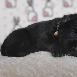 MJ - Black and tan German Shepherd puppy in Warner Robins, Georgia from MaeBella Shepherd Kennels