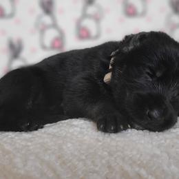 MJ - Black and tan German Shepherd puppy in Warner Robins, Georgia from MaeBella Shepherd Kennels