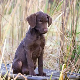 Baby Girl - Dark brown female Chesapeake Bay Retriever puppy in Chatfield, Minnesota from Terranova Retrievers