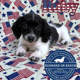 RUBY - Piebald female Dachshund puppy in Columbia, Louisiana from Diamond 5R Ranch AKC & CKC Miniature Dachshunds