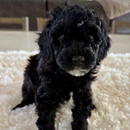 Girl 3 - Black and white female Cavapoo puppy in Indiahoma, Oklahoma from Farm Fresh Doodles