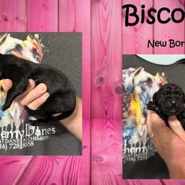 Biscotti - Black female Great Dane puppy in Medford, New York from Alchemy Danes