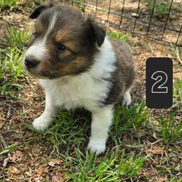Trixie 2 - White and sable male Shetland Sheepdog puppy in Caldwell, Texas from Candyce Witte