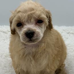 Sloth - Apricot female Poodle puppy in Wheatland, California from Sapphire Ridge Poodles