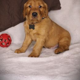 Bernese Mountain Dog and Golden Retriever Puppies from Colson Kennels