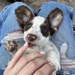 Dachshund Puppies from Twisted C’s Dachshunds