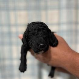 Gus - Black male Poodle puppy in Detroit Lakes, Minnesota from Pickerel Pups