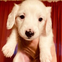 Lolly - Piebald female Dachshund puppy in Petersburg, Virginia from Wiggle Waddle Dachshunds