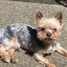 Dachshunds and Yorkshire Terriers from Devoted Doxies