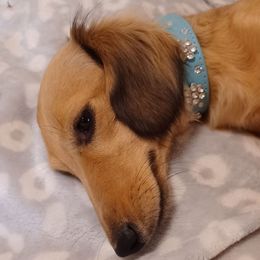 Sage - Dachshund