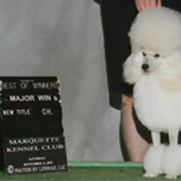 Poodles from Allure