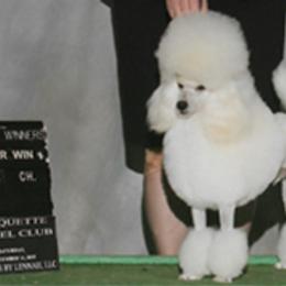 Poodles from Allure
