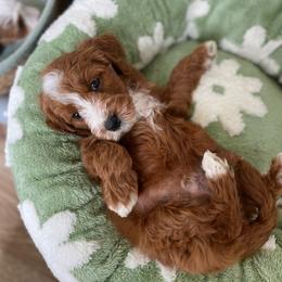 Valentino - Red  male Goldendoodle puppy in San Jose, California from Doodle Amore