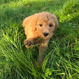 Junie - Red  female Goldendoodle puppy in Georgetown, Tennessee from Georgetown Designer & Purebred Puppies