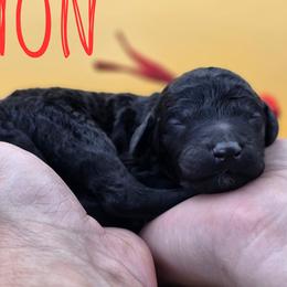 Lion - Black male Poodle puppy in Springfield, Oregon from Valaurah Farms