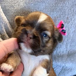 Mocha - Red and tan female Shih Tzu puppy in Ocala, Florida from Yorkie  And Shih Tzu Love
