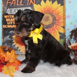 Reese - Liver female Miniature Schnauzer puppy in Gary, Texas from Beards Little Schnauzers