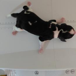 Orange - Liver white and tan male English Springer Spaniel puppy in Westmorland, California from IV Springers of California